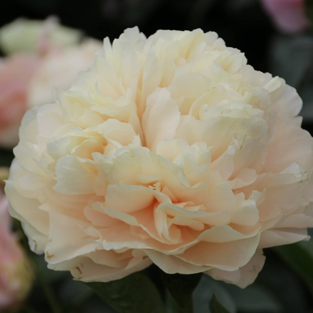 Pioenroos Pastel Elegance - Paeon bv