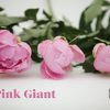 Pink Giant