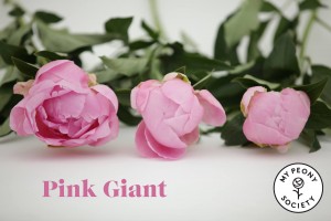 Pink Giant